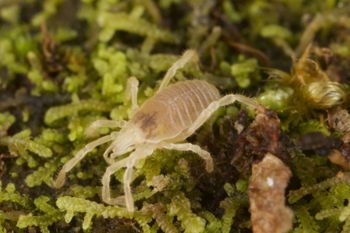 Media type: image;   Invertebrate Zoology 29554